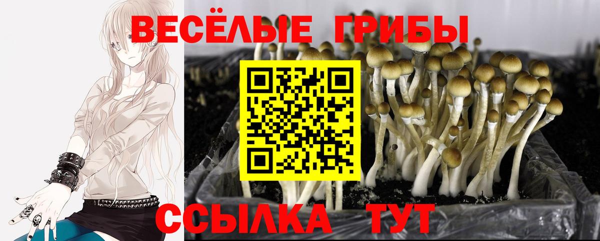 Псилоцибиновые грибы Cubensis  Вход с VPN  Краснознаменск  Псилоцибиновые грибы Magic Shrooms 